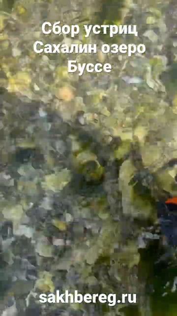 Сбор устриц в лагуне озера Буссе Сахалин #сахалин #рыб?