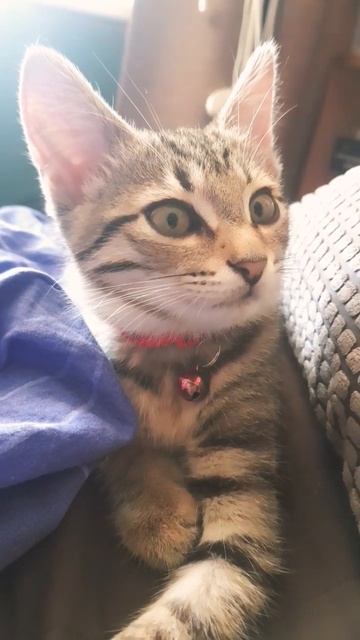 котёнок ничего не понял смотреть онлайн