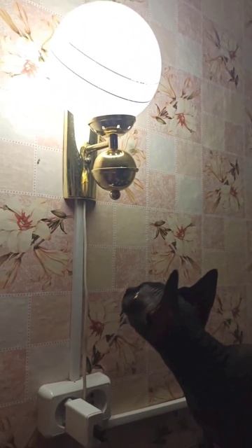 а что если поймать мотыля? #кошачьОхота #маникот #funnycats смотреть онлайн