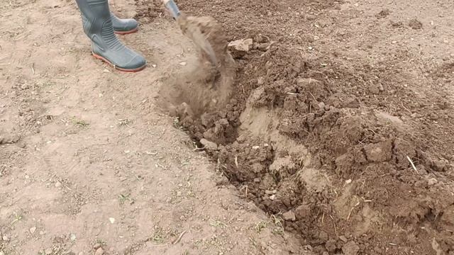 Сажаем картошку и избавляемся от медведки и проволочника в огороде. смотреть онлайн