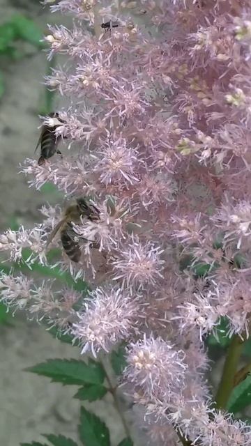 Астільба(Astilbe) смотреть онлайн