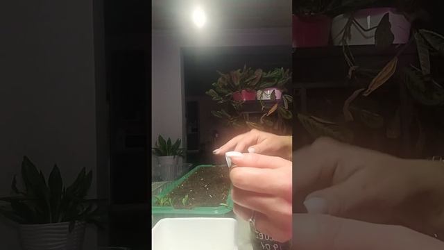 Укореняем гортензии. Учимся и делаем выводы. Рассказы?