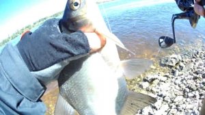 ЛУЧШАЯ РЫБАЛКА НА ПОПЛАВОК ЗА 2 ГОДА!!! Ловля ЛЕЩА и ЯЗЯ