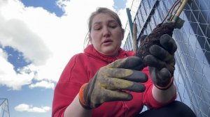 Посадка актинидии