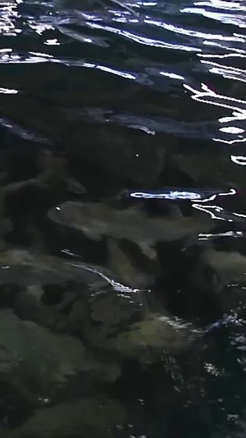 🤔 Редкая рыба Краайнего Севера #рекомендации #янао #я?