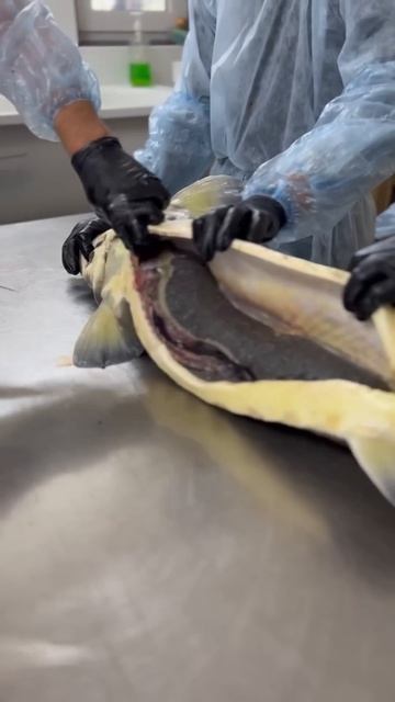 Вот эта Рыбка! Наш огромный улов. #shorts #shortvideo #short #fishing ￼ смотреть онлайн