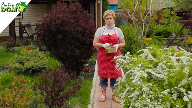 Зола древесная смотреть онлайн