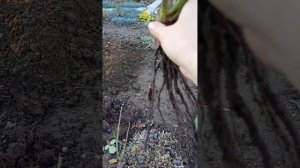 Сажаю розы 28.01.25 из Вайлдберриз.