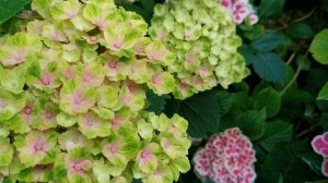 Три прекрасные гортензии в моем саду, Hydrangea Magical Amethyst Blu