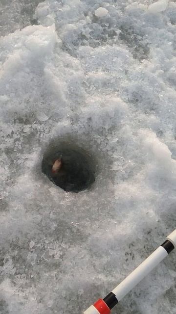 ВОТ ОН КРАСАВЧИК. ЗАКРЫЛ СЕЗОН ЗИМНЕЙ РЫБАЛКИ. FISHING смотреть онлайн