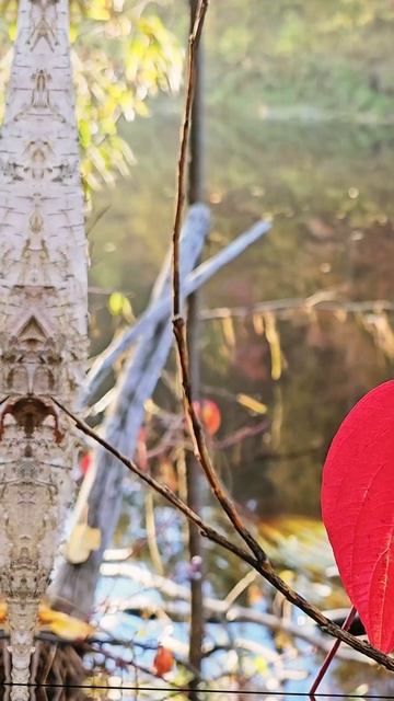 Красно-желтые дни настали#Рыбалка в Сибири# щука#рыбал