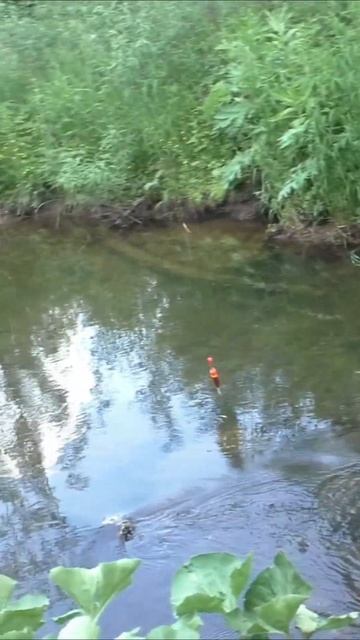 1474 Поймал рыбу Хариус на Нижнюю Обманку #иииразум #рыб? смотреть онлайн