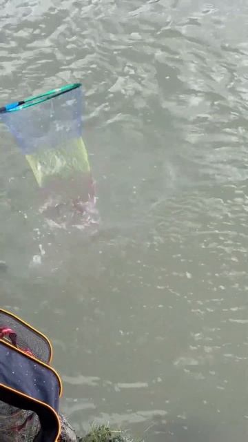 Дикий клев сазана на фидер #рыбалка#фидернаярыбалка#р? смотреть онлайн