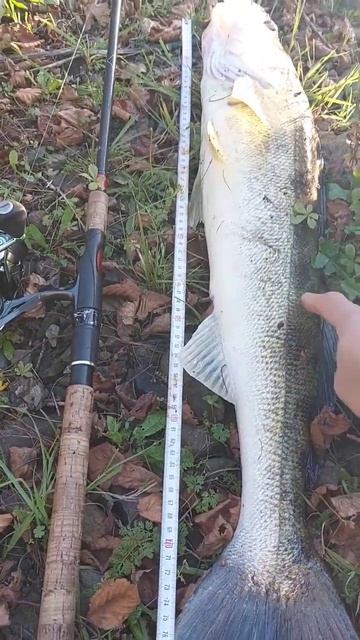 Судак 80 см смотреть онлайн