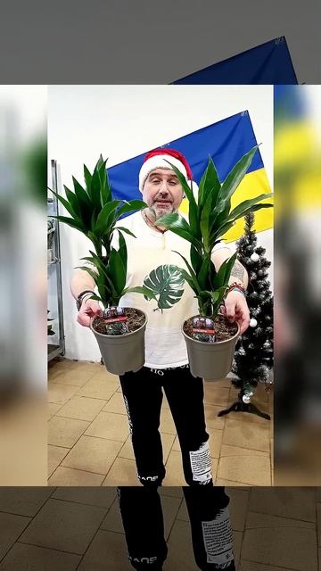 Драцена Джанет Крейг! Цена 375 гривен! Бронь в вайбер 0996 смотреть онлайн