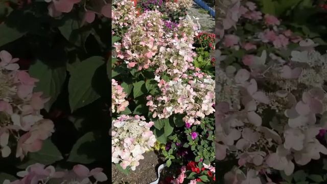 Мой дворик 2023 #garden #flowers #plants #дворик #гортензия смотреть онлайн