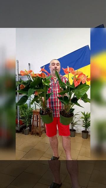 Королевский Антуриум Оранж Мадурал 550 гривен! Бронь в смотреть онлайн