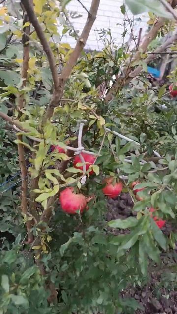 Гранат с огорода 😀