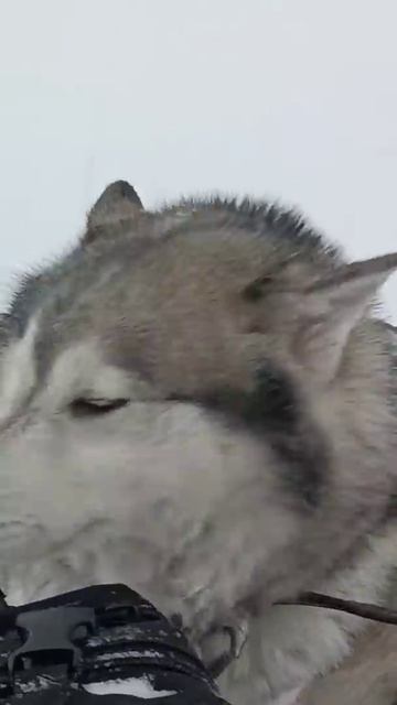 #рыбалка #сибирь #природа #изба #охота смотреть онлайн