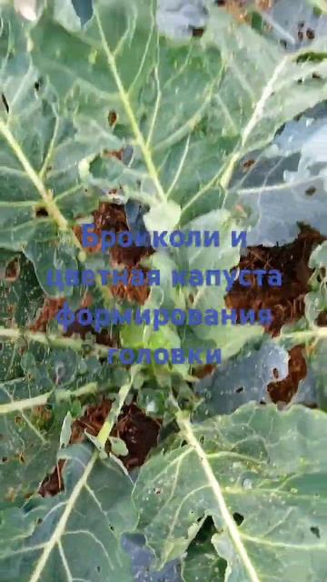 Брокколи формирования плода#саранск#природноеземлед? смотреть онлайн