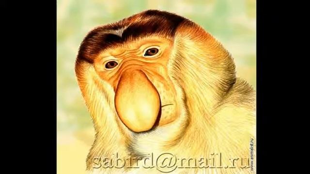 САМЫЙ ЛУЧШИЙ КОМИКС смотреть онлайн