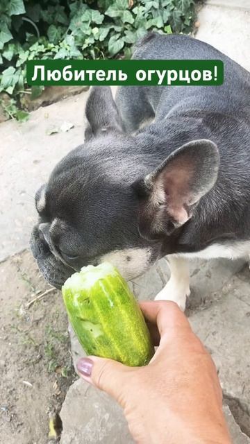 Самые вкусные огурцы-домашние! #french #бульдог #собака #п? смотреть онлайн