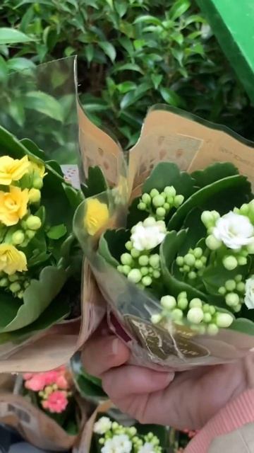 ДЕНЬ МАТЕРИ 2024🪴Хочу купить цветущее комнатное расте? смотреть онлайн