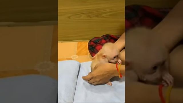 Щас, марафет в отдельных местах наведём,... 1000005205.mp4 смотреть онлайн