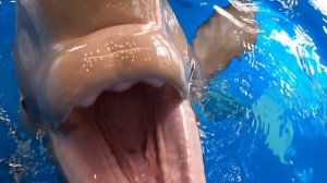 Белухе Дее один год 🎉🎉🎉🎉 С Днем Рождения, малышка!