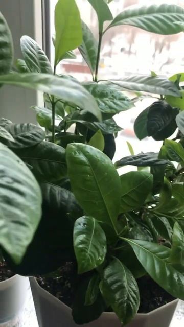 Что стало с гардениями из семян? #сад #plants #garden #гарде? смотреть онлайн