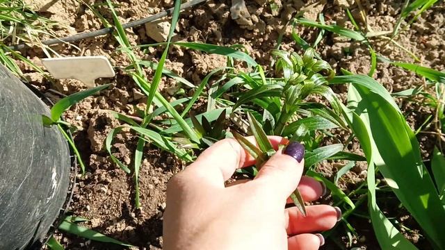 Как не укрывай,мороз сделает своё дело.