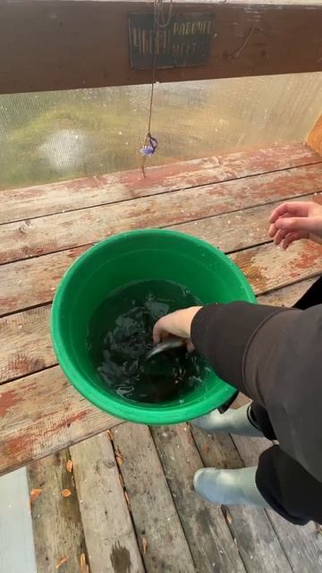 Улов на сегодня #fishing #2024 #рыба #врек #рыбалка #удочка #ры смотреть онлайн