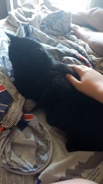 Чёрный кот Лютик смотреть онлайн