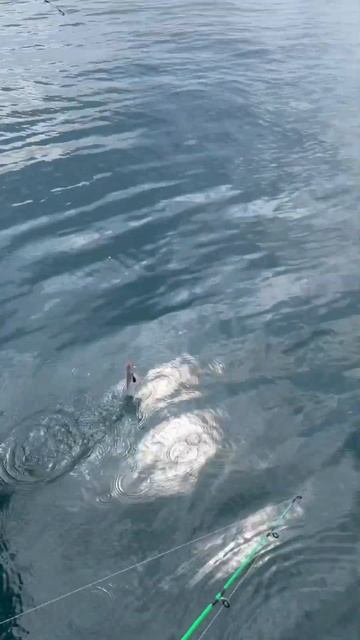 РЕКОРДНЫЙ ЯЩЕРОГОЛОВ, на рыбалке в Нячанге #nhatrang #fishing #