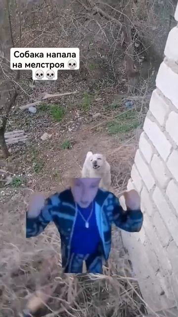 капец он ели спасся #собака #рекомендации #котики #мелл смотреть онлайн