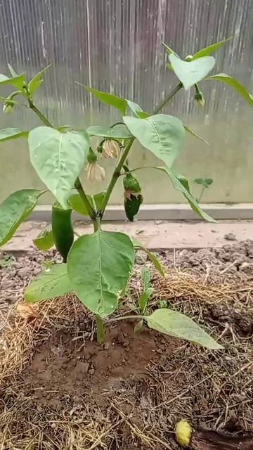 21.07.2022 Теплица. Московская область. Когда же покраснею? смотреть онлайн