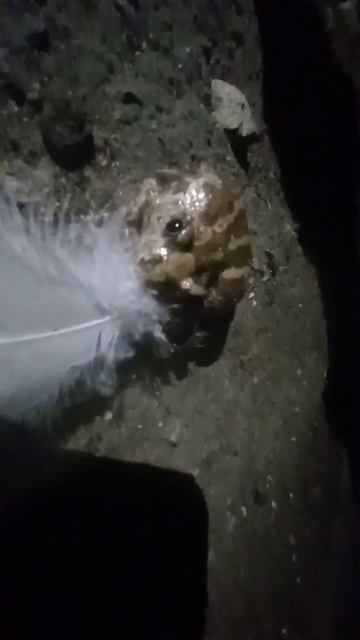 лягушка сделала сальто 😳. в ссылке описание есть смотреть онлайн