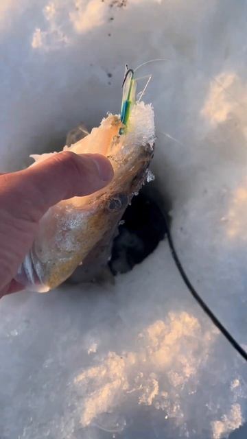 🐟 #рыбалка #балансир #судак #поймалотпусти смотреть онлайн