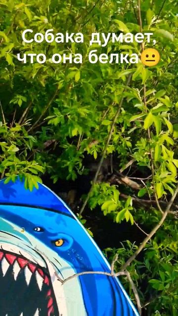 Собака в семье, жди приключений🫣 #тобольск #природа #с смотреть онлайн