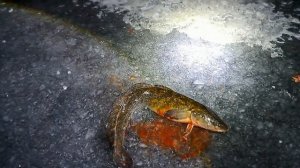 АРГАЗИ РЫБАЛКА НА НАЛИМА,ОТКРЫТИЕ ЗИМНЕГО СЕЗОНА ПЕРВ