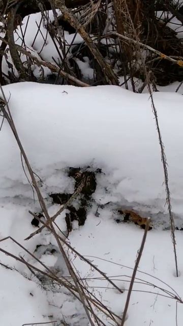 вешенка в феврале в диком лесу под снегом #грибы #атмос смотреть онлайн