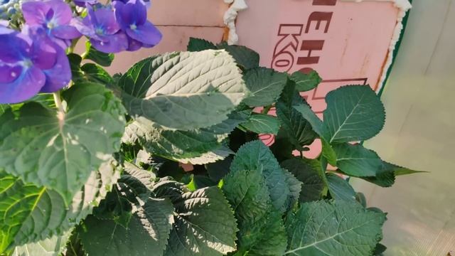 25.09.24.Обзор цветущих гортензий 🌸🌸🌸 смотреть онлайн