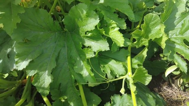 Это был безумный день, нас завалили подарками. Жизнь в деревне после переезда. смотреть онлайн