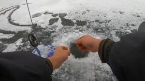 Только поставил жерлицы и сразу начались сработки. Де?