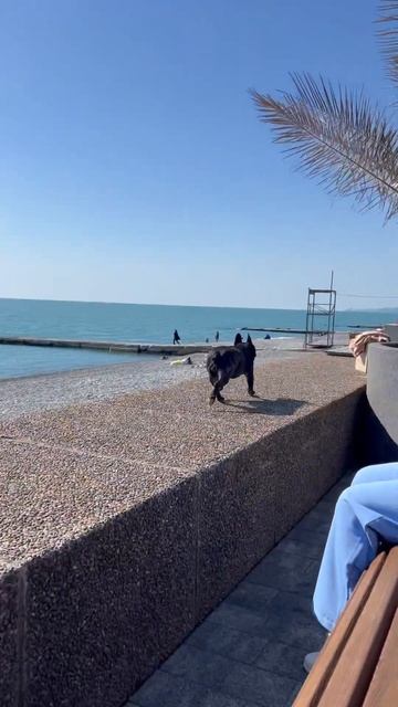 Хорошо быть 19.04.25 Баскервилей в Сочи #nature#cat#love #travel#dog#dogl смотреть онлайн