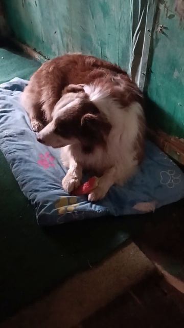 аусси ест арбуз #собака #ест #арбуз #аусси #вкусно #дача смотреть онлайн