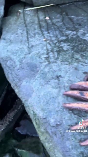 МОРСКОЙ ПОДСОЛНУХ? #комментарии #мемас #рыбалка #смешн? смотреть онлайн