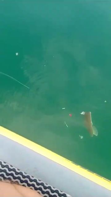 Ловля камбалы на сабе .