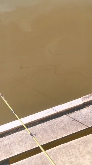 Игра Наших блесен #fishing #рыбалка #подпишись смотреть онлайн