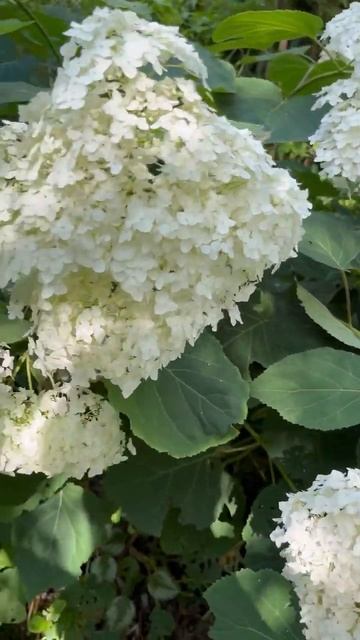 Древовидная гортензия Анабель #СадДача смотреть онлайн